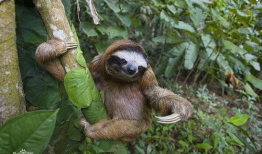 树懒视频,揭秘树懒的悠闲生活与生态价值