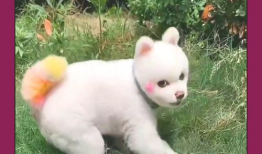 小狗狗跳舞视频,小狗狗欢快跳舞瞬间集锦